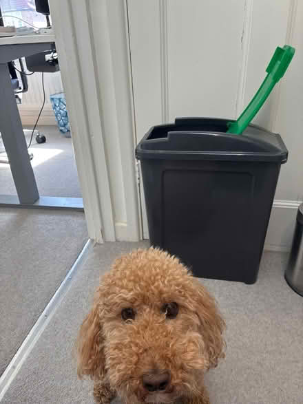 Photo of free Green / black bin (Girton CB3) #1