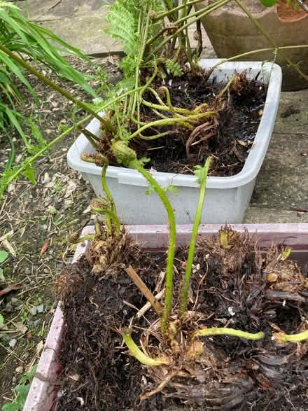 Photo of free Ferns, tree saplings, leycesteria plants. (Hallgarth LA9) #4