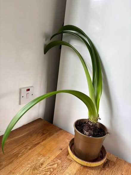 Photo of free A red amaryllis (Allerton L18) #1