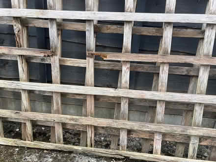 Photo of free Trellis panels (Mytchett) #2