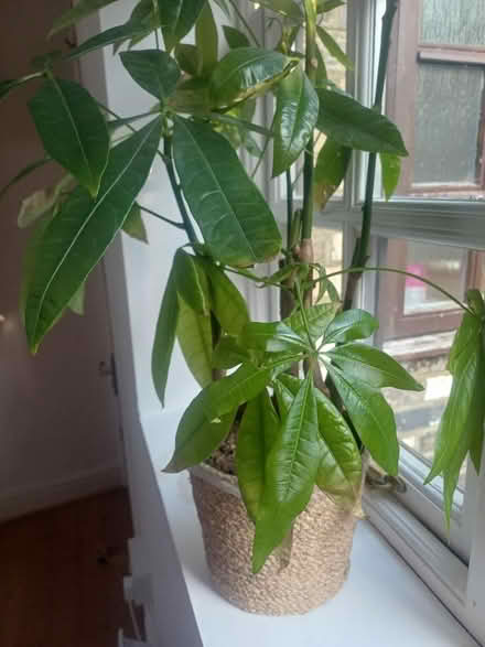 Photo of free House plants (Linslade LU7) #3