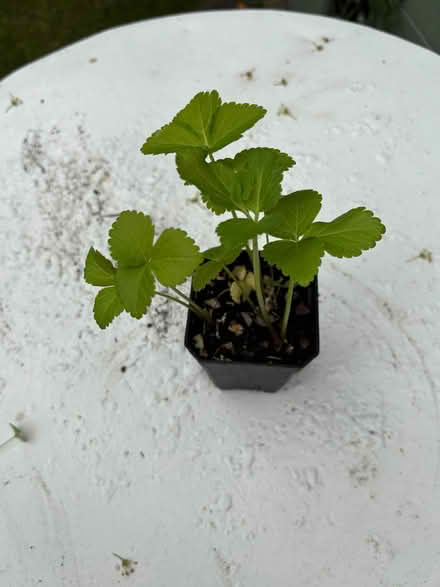 Photo of free Angelica plants (Allerton L18) #3