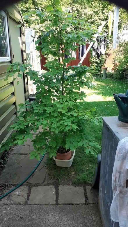 Photo of free 5 ft Beech Tree (Celbridge) #1