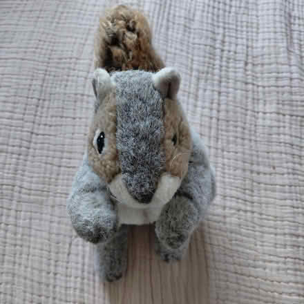 Photo of free Squirrel plush puppet (Union City) #2