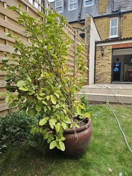 Photo of free large brown plant pot (Tolworth KT6) #2