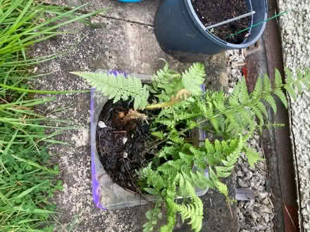 Photo of free Ferns, tree saplings, leycesteria plants. (Hallgarth LA9) #3