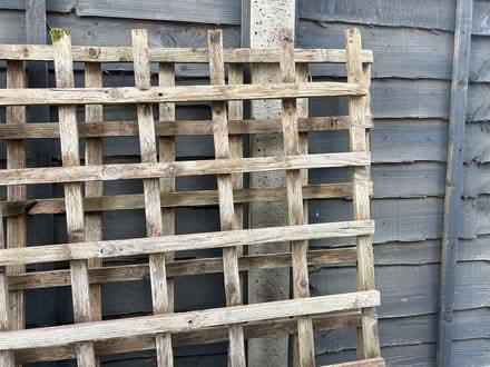 Photo of free Trellis panels (Mytchett) #3