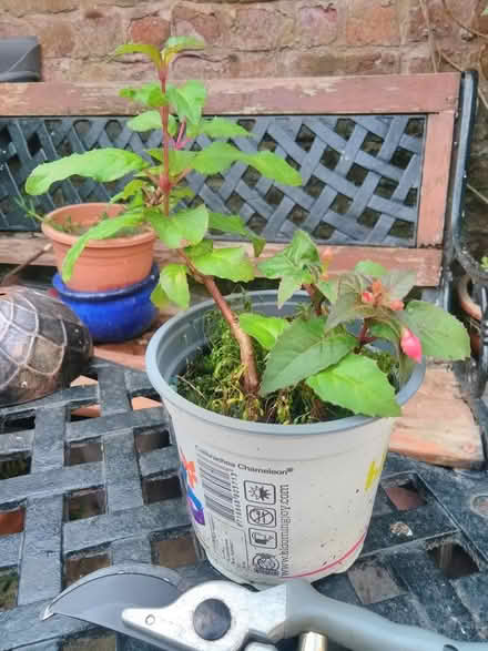 Photo of free Fuscia cuttings/plant (Wallasey CH44) #2