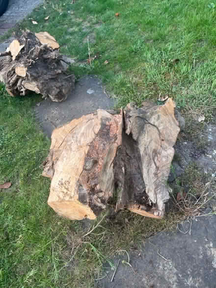 Photo of free 3 large hazel wood stumps (Egham TW20) #1