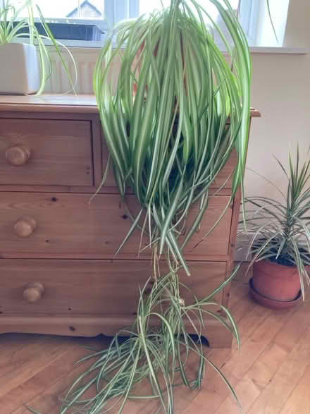 Photo of free Large spider plant with babies (Aston on Clun SY7) #1