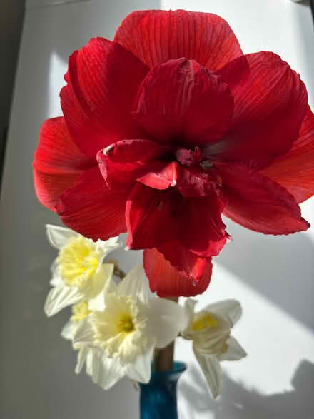 Photo of free A red amaryllis (Allerton L18) #2