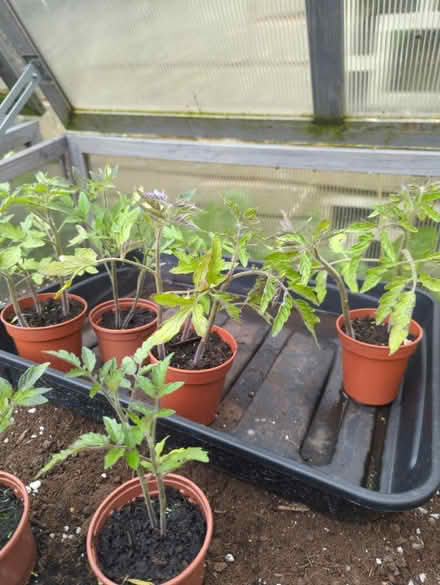 Photo of free Tomato plants (Sheffield intake S12) #1