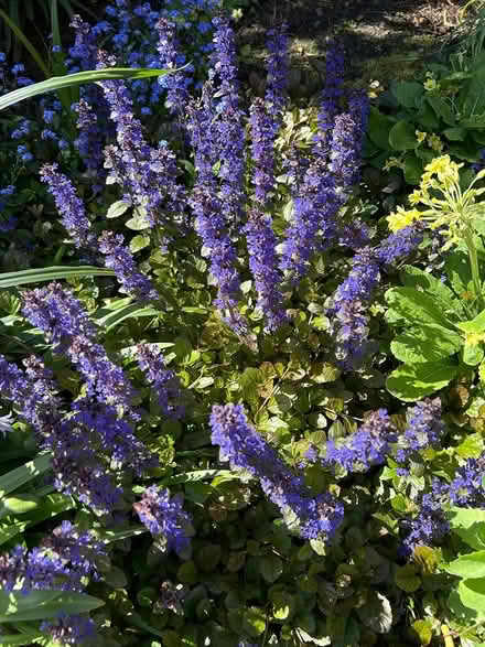 Photo of free Plants (BT14) #3