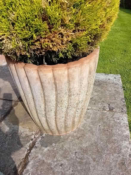 Photo of free Plant in terracotta container (Callow Hereford HR2) #3
