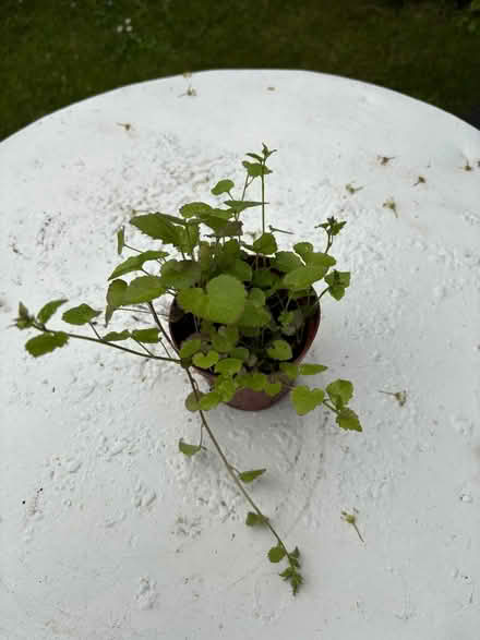 Photo of free Outdoor plants (Allerton L18) #1