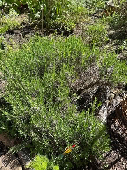 Photo of free Plants (BT14) #3