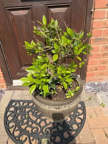 Photo of free Plant and Pot (CH66) #1