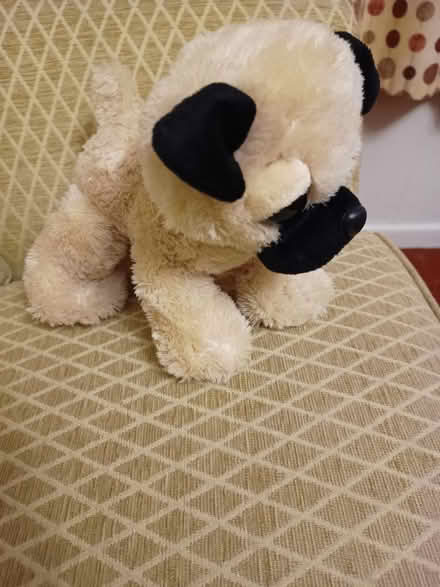 Photo of free Soft toy dog (CW2) #2