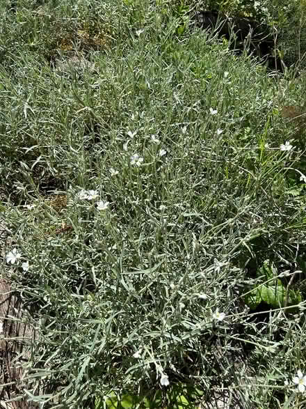 Photo of free Plants (BT14) #4