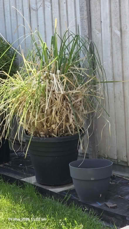 Photo of free Pampas grass plant (Gillingham ME7) #1