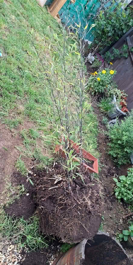 Photo of free Black bamboo plant. (Marston Moretaine MK43) #1