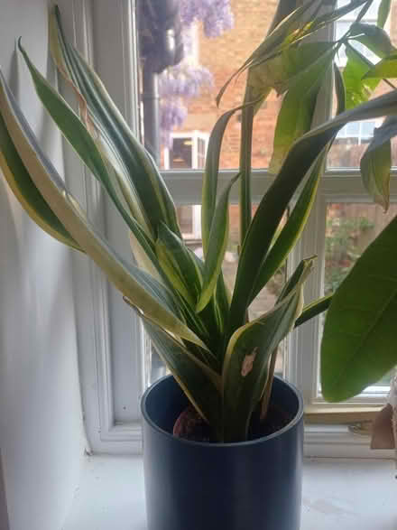 Photo of free House plants (Linslade LU7) #4