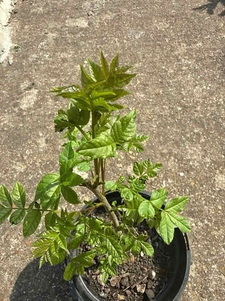 Photo of free Ash tree sapling (Norbury CR7) #2