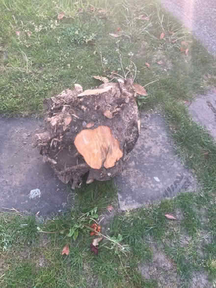 Photo of free 3 large hazel wood stumps (Egham TW20) #4