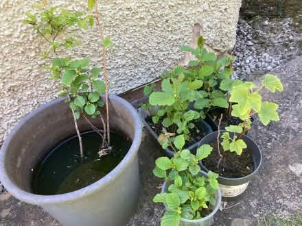 Photo of free Ferns, tree saplings, leycesteria plants. (Hallgarth LA9) #1