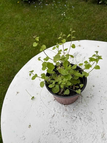 Photo of free Outdoor plants (Allerton L18) #3