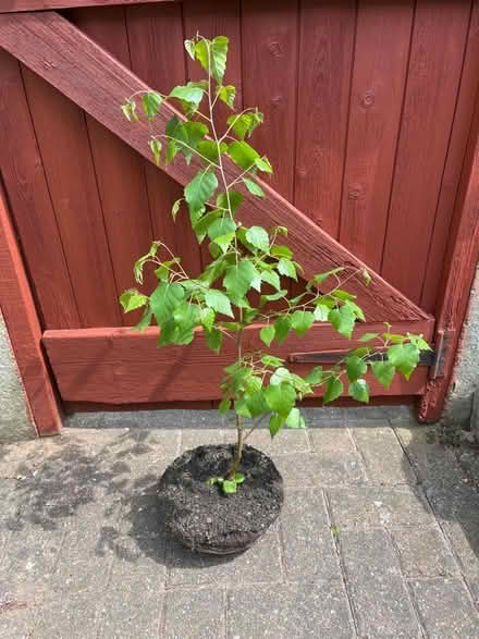 Photo of free Silver Birch Tree (Pinehurst SG13) #1