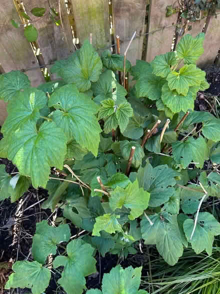 Photo of free Plants (BT14) #4