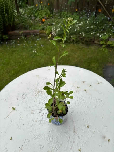 Photo of free Outdoor plants (Allerton L18) #3