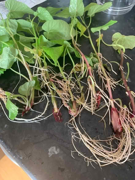 Photo of free Sweet potato slips (Edmonton N9) #1