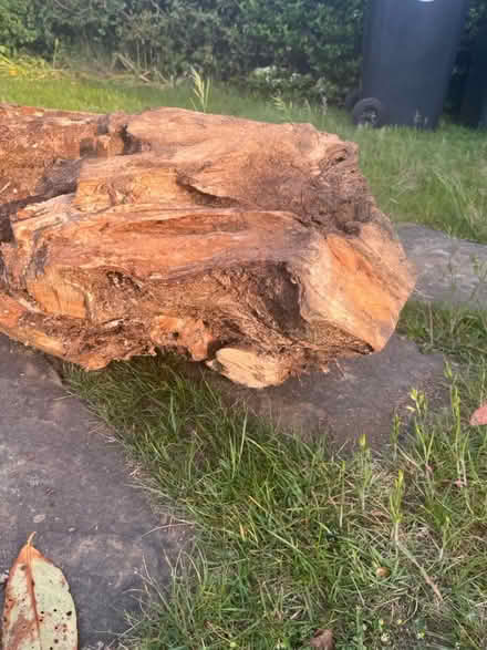 Photo of free 3 large hazel wood stumps (Egham TW20) #2