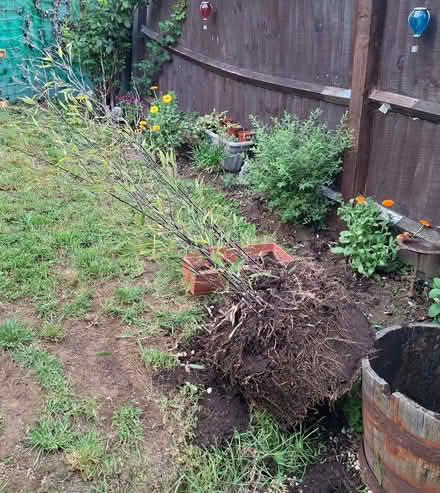 Photo of free Black bamboo plant. (Marston Moretaine MK43) #2