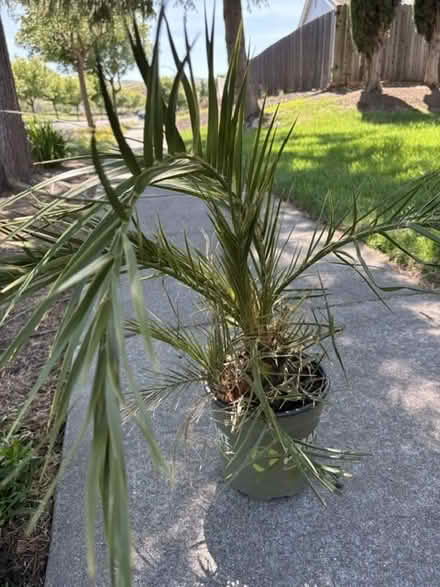 Photo of free Date Palm (Canyon Hills Drive, Cordelia) #1