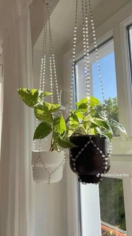 Photo of House plants and cuttings (Cliftonville CT9) #2