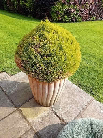 Photo of free Plant in terracotta container (Callow Hereford HR2) #1