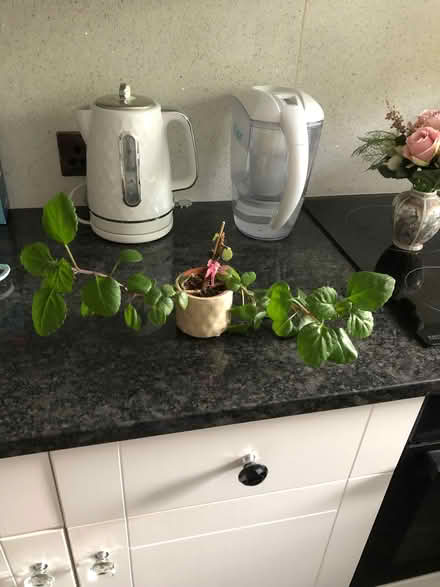 Photo of free Swedish Ivy (gu12) #1