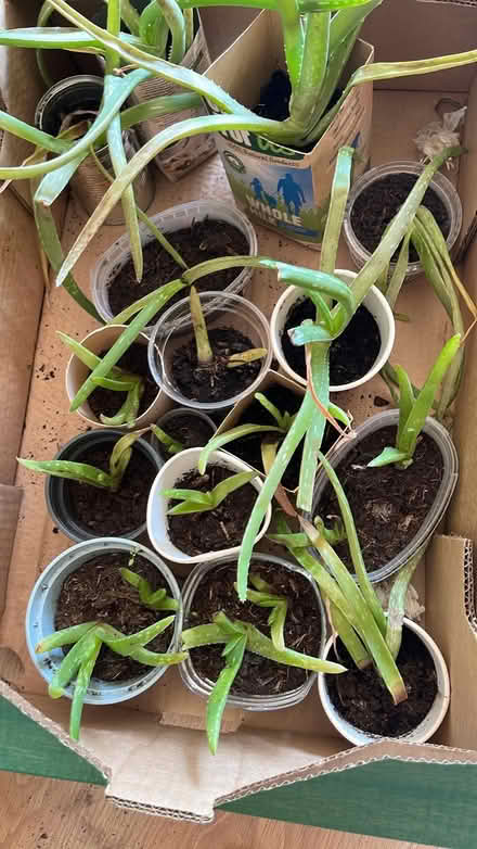 Photo of free Baby Aloes (South East Dublin) #1