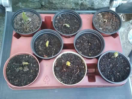 Photo of free Scarlet emperor runner beans (Dublin central) #2