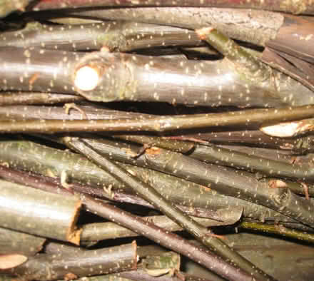 Photo of free Firewood (Old Kesgrave IP5) #1
