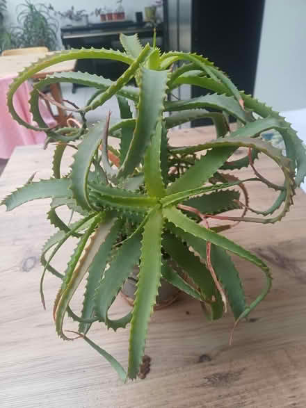 Photo of free House plant (Horley, Surrey) #2