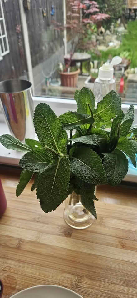 Photo of free Bunch fresh mint (Enfield EN1) #1