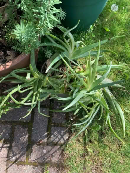 Photo of free Aloe Vera (North walbottle NE5) #1