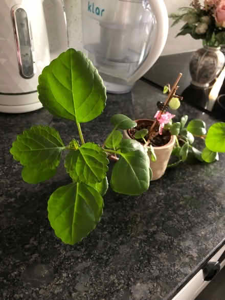 Photo of free Swedish Ivy (gu12) #2