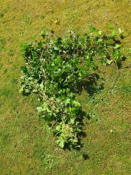 Photo of free Lots of ivy some with roots (Heysham) #1