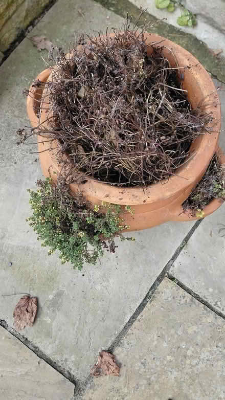 Photo of free Terracotta Pot (Sheffield S12) #3