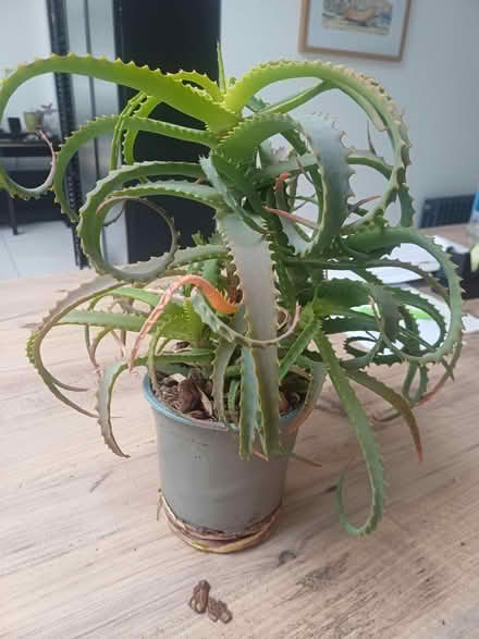 Photo of free House plant (Horley, Surrey) #1